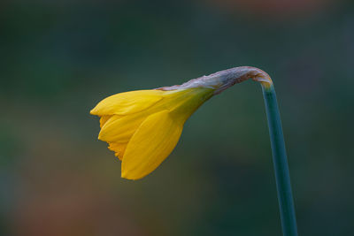 Close-up of yellow flowering plant