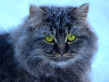 Close-up portrait of cat