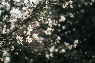 Close-up of apple blossoms in spring