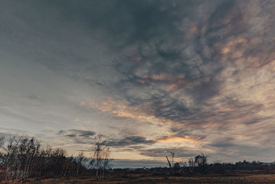 Low angle view of trees on field against sky