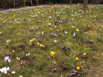 View of crocus field