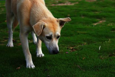 A shy dog on the field.