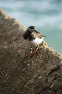 Close-up of bird perching on shore