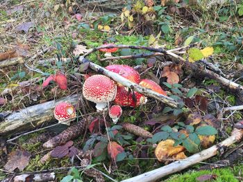 Close-up of mushroom growing on plant