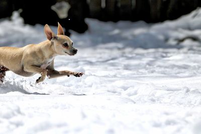 Dog on snow covered landscape