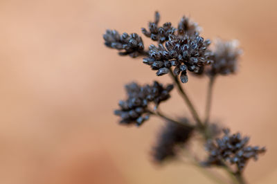 Close-up of flowering plant