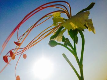 Low angle view of plant against clear sky