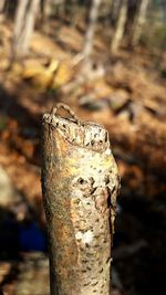 Close-up of tree trunk