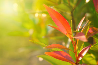 Close-up of orange flowering plant