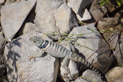 Close-up of lizard on rock