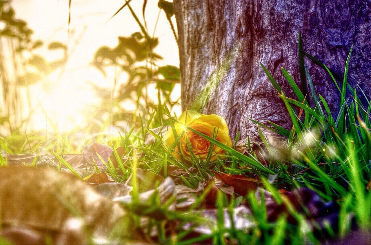 growth, grass, close-up, plant, selective focus, focus on foreground, nature, field, sunlight, green color, fragility, beauty in nature, day, outdoors, no people, flower, tree, tranquility, grassy, park - man made space