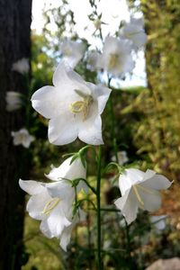 Close-up of white rose