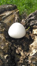 High angle view of mushrooms growing on rock