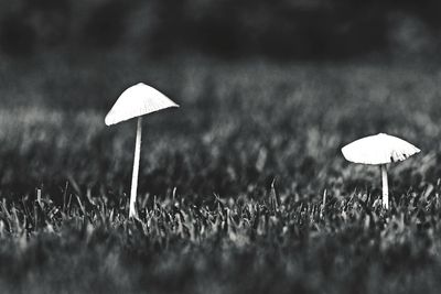 Close-up of mushroom growing on field