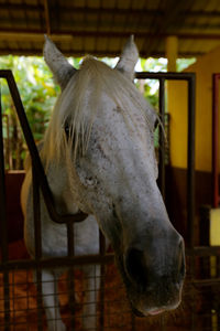 Close-up of white horse in stable