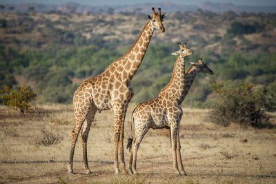 Giraffe in the wild, east africa