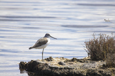 animal wildlife