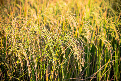 Close-up of wheat field