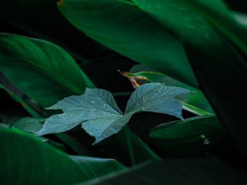 Close-up of insect on leaves