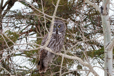 Bird perching on tree