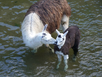 High angle view of ducks in lake