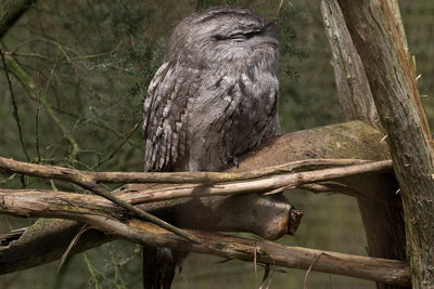 Close-up of bird perching on tree