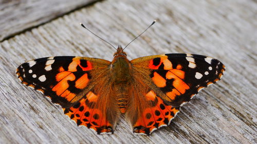 Close-up of butterfly on leaf