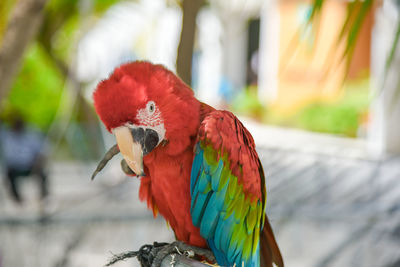Close-up of scarlet macaw