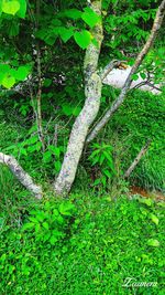 Trees growing in forest