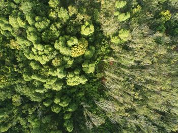 Full frame shot of green plant