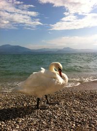 Swan on beach against sky