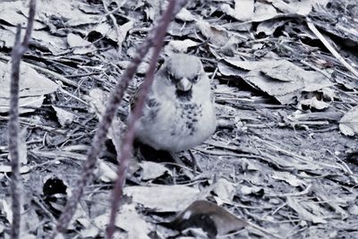 Close-up of a bird on snow