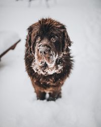 Close-up portrait of dog in snow