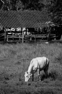 Horse grazing in field