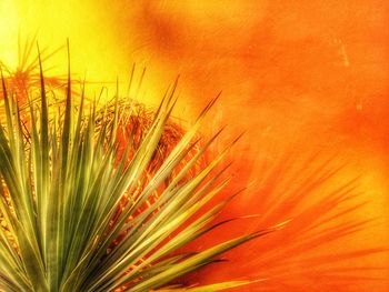 Close-up of orange flowering plant