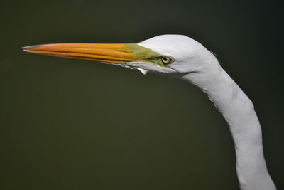 Close-up of a bird against gray background