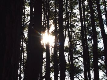 Sun shining through trees in forest