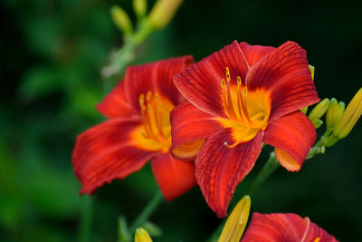 Close-up of red flower