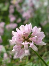 Close-up of pink flower