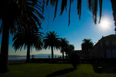 Palm trees against sky