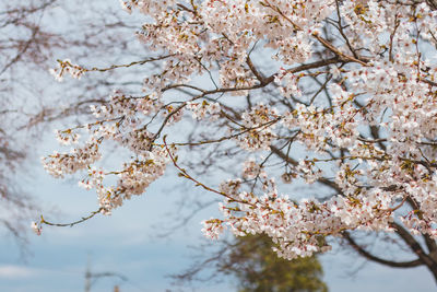 Low angle view of cherry blossom tree