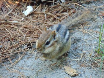 Close-up of chipmunk on field by twigs
