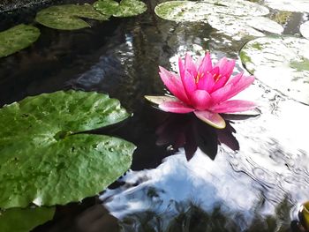 Pink lotus water lily in lake