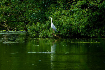 High angle view of gray heron on lake