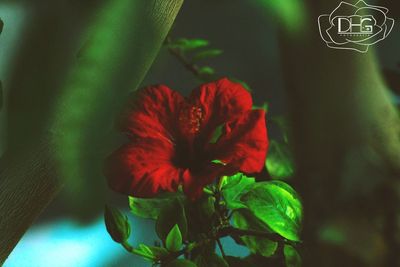 Close-up of red flower