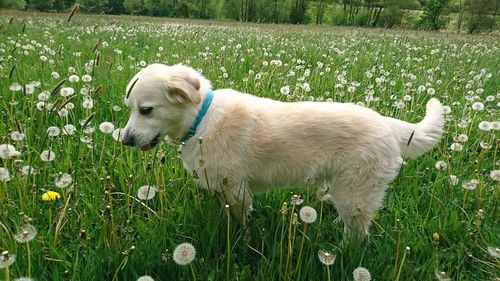 View of a dog on field