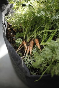 Kitchen garden mini carrot