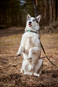 Close-up of dog