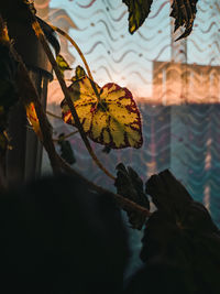 Close-up of autumnal leaves against blurred background