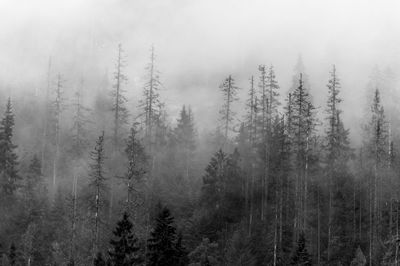 Forest in fog